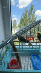 Gouldian finches in a cage by a sunlit window, Zaporizhzhia