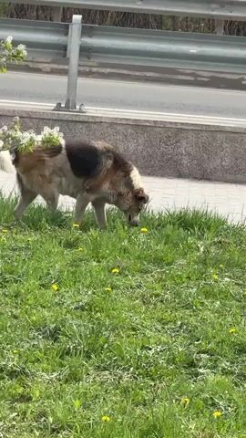 A medium-sized, multicolored dog with a bushy white tail is grazing on a patch of green grass with yellow dandelions. The dog has patches of black, brown, and white fur. A gray concrete barrier and a silver metal railing are visible behind the dog, separating it from a road where cars pass intermittently.  A portion of a sidewalk is also visible in the background, next to the grass.  The weather appears to be sunny.