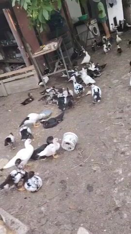 A flock of ducks, of various sizes and colors, are gathered in a dirt yard. Some of the ducks are white with black spots, while others are solid black or white. A few of the ducks are actively pecking at the ground, while others are standing still or walking around. In the background, a person wearing a green shirt and shorts is standing near a washing machine. There are also some trees and a wooden fence visible in the background. The ground is covered in dirt and some scattered debris.