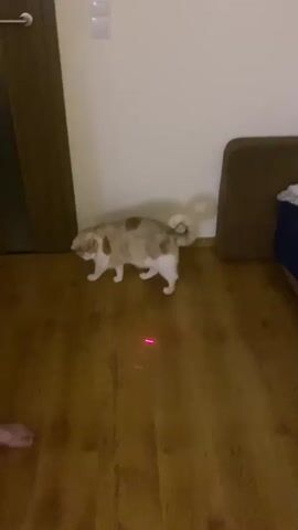 A domestic cat is playing with a laser pointer on a wooden floor and then jumps onto a bed. The cat is a light brown and white calico. The laser pointer is a small red dot. The bed is made with a blue mattress cover and a white textured blanket. There are several pillows on the bed. The room is dimly lit, suggesting it is evening or nighttime.