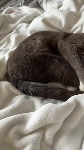A grey and white cat is sleeping curled up on a soft white blanket. The cat is tucked into a ball with its tail wrapped around its body. Its paws are tucked underneath its head. The cat's eyes are closed and it appears to be in a deep sleep. The background is out of focus but appears to be a bedroom with a blue pillow. The video is short and does not contain any audio.