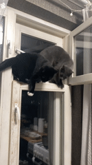 Black and white cat owns the window ledge and the chair
