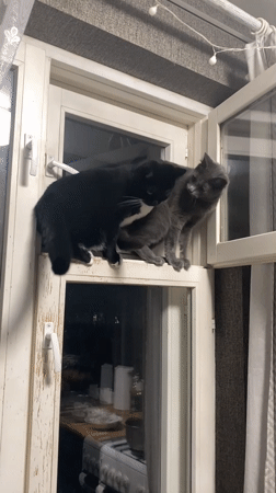 Black and white cat owns the window ledge and the chair