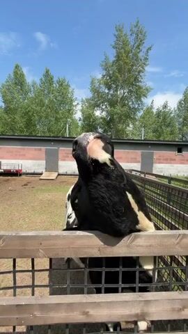 A black and white cow with its tongue out is shown close up. The cow is behind a wooden fence. The cow's tongue is long and pink and appears to be tasting something. The background is a farm with a building and trees. The sky is blue with white clouds.