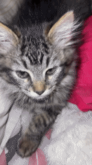 Two cats filmed resting indoors in Marrakesh