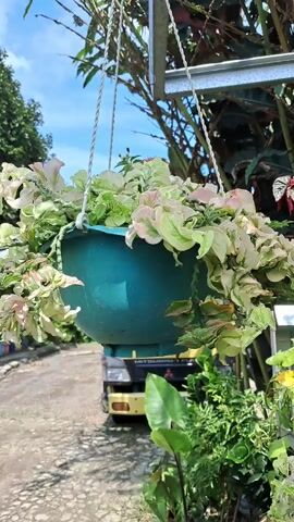 The video shows a hanging planter with a light-green and white variegated plant in a turquoise-colored plastic pot. The pot is suspended from a silver metal frame by three white ropes. In the background, there's a yellow truck parked on a paved surface, along with various plants and trees. The sky is visible with a few scattered clouds.