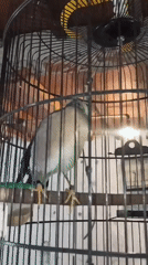 Pet birds, baby chicks, and street construction in Ngumpul