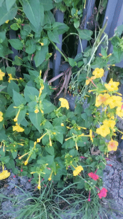 Evening nature scenes documented in Curitiba: flowering fence, perched birds