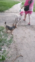 Colorful dog parade through blooming Kamianske gardens