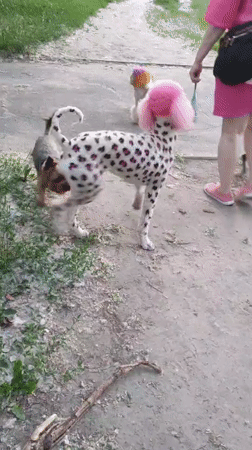 Colorful dog parade through blooming Kamianske gardens