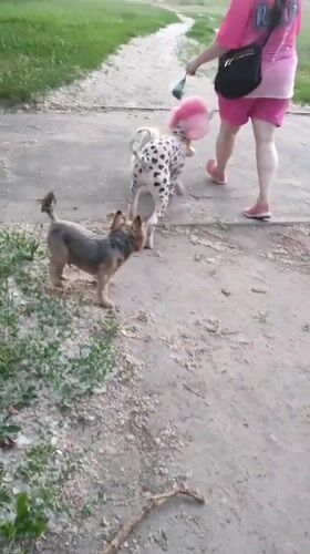 Colorful dog parade through blooming Kamianske gardens