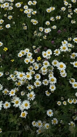 A high-angle shot shows a dense field of white daisies with yellow centers. Some smaller yellow flowers and a few purple clover blossoms are scattered amongst the daisies. The background consists of dark green foliage. The video appears to be a static shot with no movement.