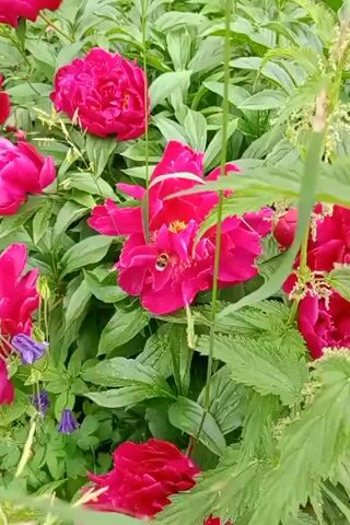A bee lands on a pink peony flower in a garden. The flower is large and has many petals. The bee is yellow and black and is fuzzy. The bee is collecting nectar from the flower. The garden is lush and green with other flowers and plants. The video is shot in daylight and the lighting is natural.
