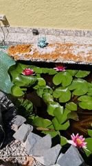Morning stroll documented through Sant Joan Les Fonts gardens