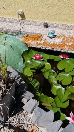 Morning stroll documented through Sant Joan Les Fonts gardens