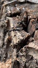 Ants spotted moving across decaying wood in Resen, Bulgaria