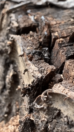 Ants spotted moving across decaying wood in Resen, Bulgaria