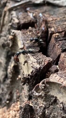 Ants spotted moving across decaying wood in Resen, Bulgaria