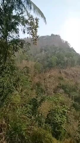 The video shows a panning shot of a hilly, vegetated landscape. The foreground consists of dense foliage, including bamboo and palm trees. The middle ground and background reveal a steep, barren hillside interspersed with sparse vegetation and trees. The overall impression is of a natural environment, possibly a rural or undeveloped area. The lighting suggests it is daytime, with a hazy sky. There are no people or discernible human activity.