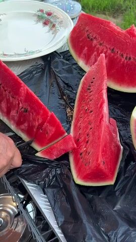 A close-up shot shows a hand slicing a watermelon. Several large slices of watermelon are already cut and arranged on a black plastic sheet. A white plate with a floral design is visible in the upper left corner. The background is slightly blurred, showing green grass.