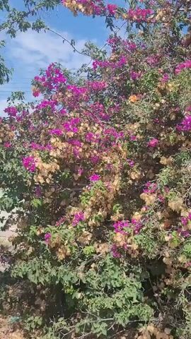 The video is a close-up shot of a bougainvillea plant in bloom. The plant is covered in pink and purple flowers, with some dried brown flowers mixed in. The background is a bright blue sky with a few scattered white clouds. The camera is slowly panning up the plant, showing the abundance of flowers.