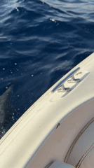 Dolphin swims alongside boat off Sharm El Sheikh coast