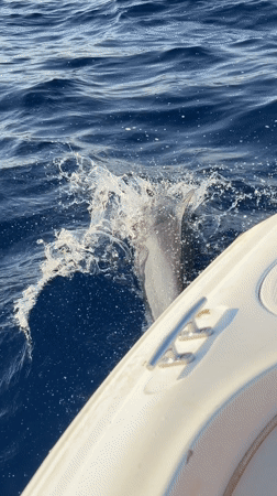 Dolphin swims alongside boat off Sharm El Sheikh coast