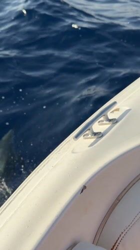 Dolphin swims alongside boat off Sharm El Sheikh coast