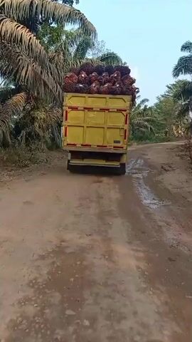 A yellow truck loaded with a large quantity of palm fruit is driving away on a dirt road. The truck is seen from behind and slightly to the left. The road is muddy and appears to have puddles of water. The area is surrounded by palm trees, suggesting a plantation. The sky is clear and appears to be daytime, possibly late afternoon due to the lighting. There are no people visible in the frame. The truck is kicking up dust and water as it drives.