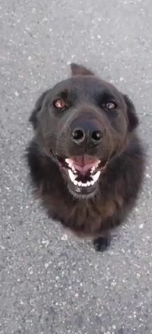 A black dog is shown from above, sitting on asphalt. The dog is looking up at the camera with its mouth open and teeth showing in a way that resembles a smile. The dog's tail is slightly raised.