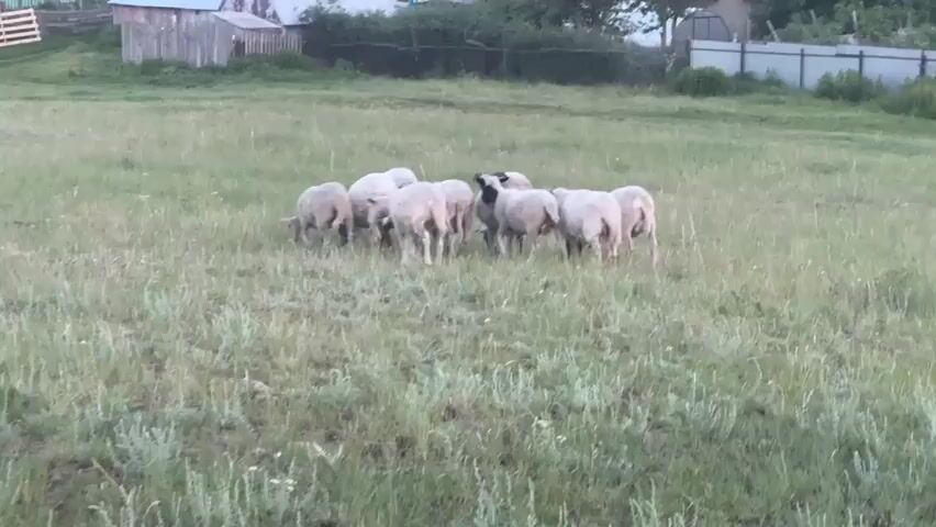 A flock of sheep grazes in a grassy field with some buildings in the background. The sheep are mostly white with some darker markings. They are moving and eating, and the camera is slightly shaky.
