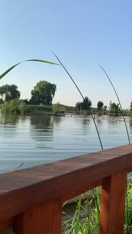 A vertical video shot from a wooden railing overlooking a tranquil lake on a clear, sunny day. The lake has gentle ripples and reflects the blue sky. In the background, a small island with lush green trees is visible, along with a wooden walkway or pier extending across the water. Tall reeds or grass stalks frame the foreground, adding a natural touch to the scene. The overall atmosphere is peaceful and serene, suggesting a leisurely outdoor setting.
