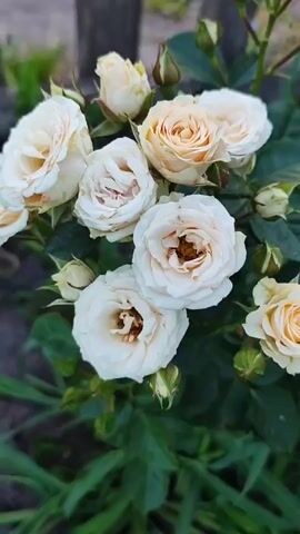 A close-up video showcases a cluster of cream-colored roses with some hints of peach and pale yellow. The roses are in various stages of bloom, with some fully open and others still in bud form. The petals are delicate and layered, showcasing the intricate beauty of each flower. Lush green leaves and stems surround the roses, creating a vibrant natural setting. In the background, a blurred wooden fence and some grass are visible, suggesting an outdoor garden. The lighting appears soft, indicating it might be daytime, possibly early morning or late afternoon, with no harsh shadows. The overall mood is serene and peaceful, emphasizing the natural beauty of the flowers. The video does not contain any visible text. The location context provided is Zhytomyr, Ukraine.