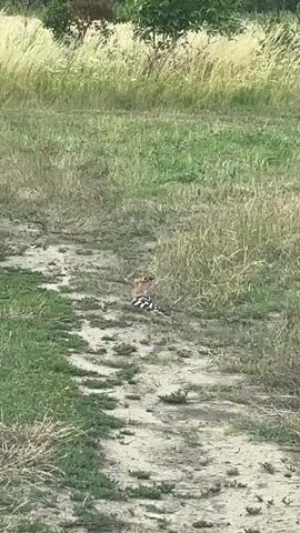 A bird with black and white striped wings and a crested head is walking on a dirt path in a grassy area. The bird is facing to the left. The area is overgrown with tall grass and some trees in the background. The lighting suggests it is daytime.