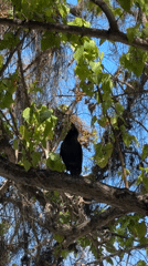 Crow and beach scenes captured on Maldives island