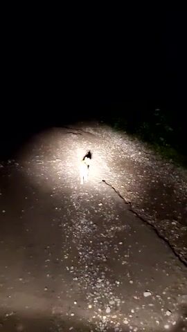 At night, a tan-colored cat stands illuminated by a light on a dirt road. The road is covered with small stones and gravel. To the right of the road is a dark area of plants and darkness is all around. The cat stands calmly, seemingly curious about the light.