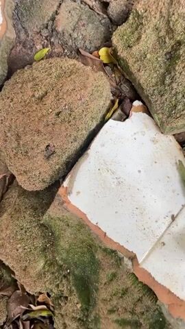 This media file captures a close-up view of a broken piece of white tile resting on rough, moss-covered rocks and soil. The tile has a chipped orange-brown edge, revealing its ceramic composition. A small, segmented caterpillar is actively crawling across the surface of the broken tile, moving from the left side towards the right. The surrounding environment appears to be an outdoor setting, possibly a garden or a neglected area, given the presence of rocks, soil, moss, and fallen leaves. The lighting suggests it's daytime, but the exact time of day and weather conditions are not discernible. The image focuses on the intricate textures of the natural and man-made materials, with the caterpillar serving as the primary subject of activity within this still scene. There is no visible text in the media file. The location context provided is Alagba, Nigeria.