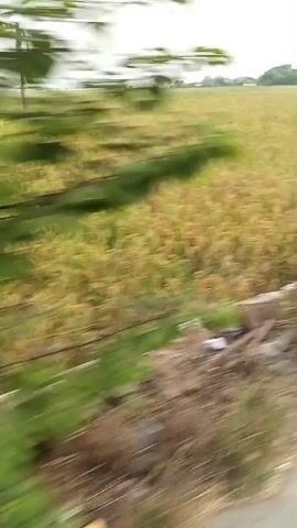The video shows a view of a rice paddy field with a slightly overcast sky. The camera is moving, indicating it is likely being filmed from a vehicle or while someone is walking. In the foreground, there is a concrete barrier or edge, with some vegetation growing on it and debris scattered around. To the left of the frame, the rice stalks are a mix of green and yellow, suggesting they are nearing harvest. Further into the field, the stalks are predominantly yellow. In the distance, a few houses and trees are visible, along with what appear to be utility poles. The overall impression is of a rural agricultural landscape.