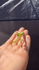 Praying mantis visits a Montenegro campsite