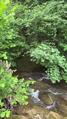 A small, clear stream flows over a rocky bed, surrounded by dense green foliage and trees. The water is actively flowing, creating small rapids and frothy white sections over the visible rocks. The camera slowly pans from left to right, revealing more of the stream and the lush forest environment, which includes both leafy deciduous bushes and taller evergreen trees.