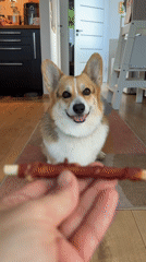 Corgi owner documents afternoon with pet in German village