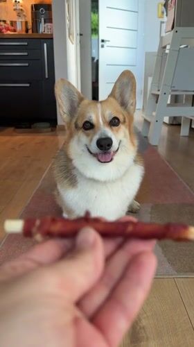 Corgi owner documents afternoon with pet in German village