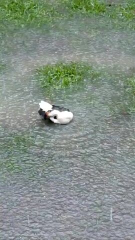The video shows a black and white Muscovy duck paddling in a rain-filled puddle on grass. The duck has a red beak and is moving slightly in the water as raindrops fall heavily.  The surrounding area consists of grass, partially submerged by rainwater.
