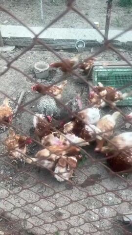 The video shows a flock of chickens in a fenced-in yard. The chickens are a mix of brown, white, and speckled birds. They are crowded together, pecking at the ground. There are a few objects in the background, including a white bucket, a green cage, and some wooden structures. The ground appears to be dirt and gravel.