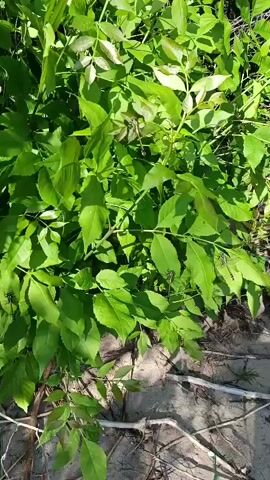 A close-up, overhead view of lush green foliage with several dragonflies perched on the leaves. The branches and leaves are vibrant and healthy, suggesting a warm, sunny environment. The ground below the plants appears to be sandy or dirt, with some dry twigs and roots visible. The sunlight filters through the leaves, creating a dappled light effect. No people or human activity are present in the frame. The scene is static, with no discernible movement other than slight rustling of leaves, possibly from a gentle breeze.