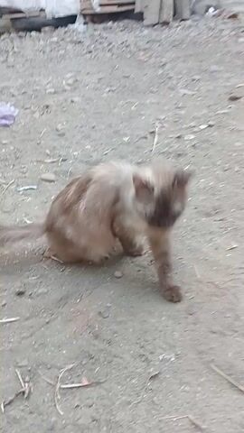 A blurry, top-down, low-angle video shows a light-brown cat with darker ears and face on a gray, dusty ground. The cat is moving and looking towards the camera. A person's feet wearing white flip-flops with red straps are visible in the bottom right of the frame. The ground is covered in small debris and twigs. The video is shaky, suggesting it was filmed while moving.