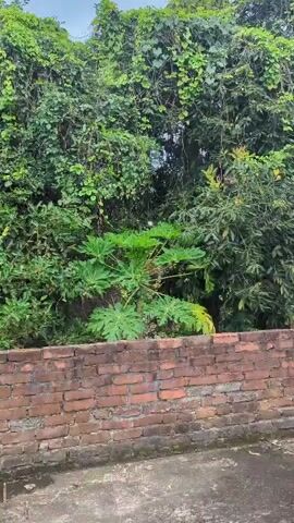 The video pans across a rooftop scene. In the foreground, a concrete floor is visible, with a red brick wall running along the left side. A white satellite dish on a stand sits on the right side of the rooftop. Further back, beyond the brick wall, lush green trees and vegetation dominate the background. Some of the trees are very large and dense with foliage, while others are taller and more slender. A cloudy sky is visible above the trees. There are a few pairs of sandals on the rooftop floor.