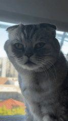 Grey Scottish Fold cat lounging by a window in Glendale