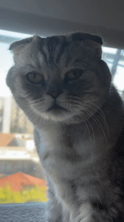 Grey Scottish Fold cat lounging by a window in Glendale