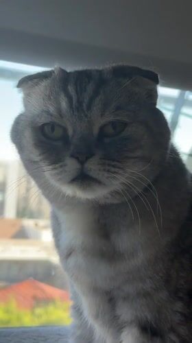 Grey Scottish Fold cat lounging by a window in Glendale